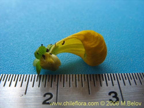 Image of Calceolaria segethii (). Click to enlarge parts of image.