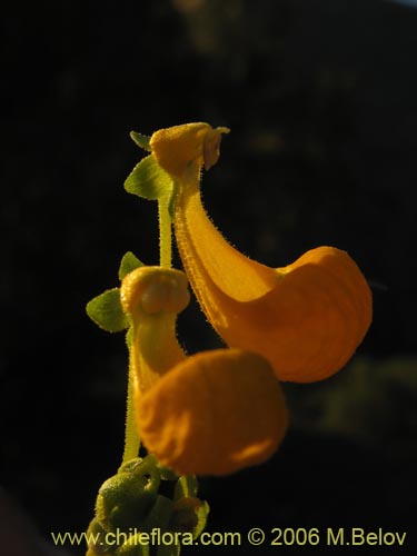 Bild von Calceolaria segethii (). Klicken Sie, um den Ausschnitt zu vergr�ssern.