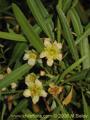 Image of Kageneckia angustifolia (Frangel / Olivillo de cordillera). Click to enlarge parts of image.