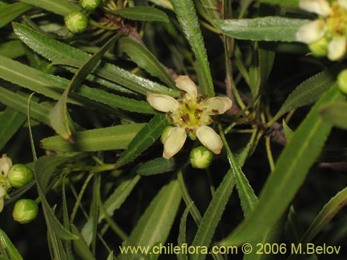 Bild von Kageneckia angustifolia (Frangel / Olivillo de cordillera). Klicken Sie, um den Ausschnitt zu vergrössern.