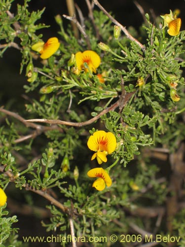 Imágen de Adesmia sp. #3118 (). Haga un clic para aumentar parte de imágen.