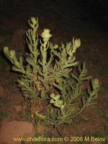 未確認の植物種 sp. #2338の写真