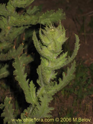 Imágen de Planta no identificada sp. #2338 (). Haga un clic para aumentar parte de imágen.