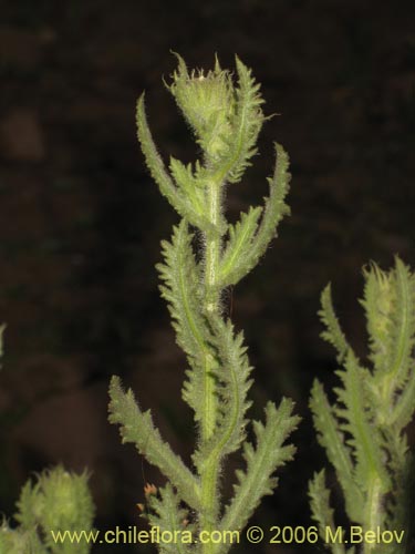 Image of Unidentified Plant sp. #2338 (). Click to enlarge parts of image.
