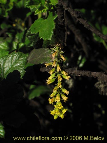 Imágen de Ribes punctatum (). Haga un clic para aumentar parte de imágen.