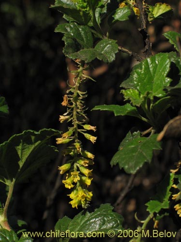 Imágen de Ribes punctatum (). Haga un clic para aumentar parte de imágen.