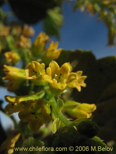 Imágen de Ribes punctatum (). Haga un clic para aumentar parte de imágen.