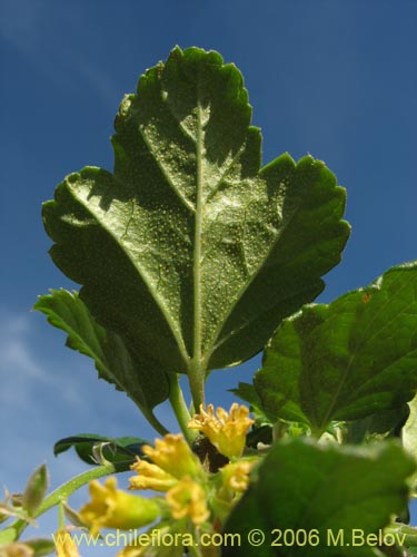 Image of Ribes punctatum (). Click to enlarge parts of image.