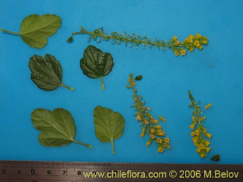 Image of Ribes punctatum (). Click to enlarge parts of image.