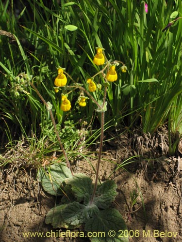 Image of Calceolaria corymbosa subsp. santiagina (). Click to enlarge parts of image.