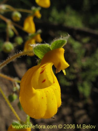 Calceolaria corymbosa subsp. santiagina的照片