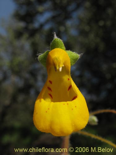 Calceolaria corymbosa subsp. santiagina的照片