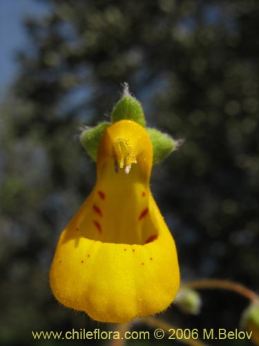 Image of Calceolaria corymbosa subsp. santiagina (). Click to enlarge parts of image.