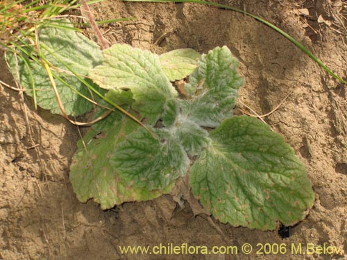 Image of Calceolaria corymbosa subsp. santiagina (). Click to enlarge parts of image.