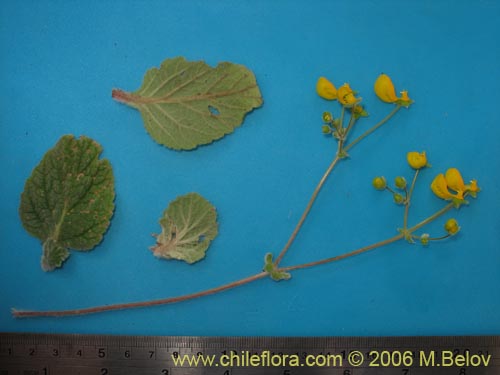 Bild von Calceolaria corymbosa subsp. santiagina (). Klicken Sie, um den Ausschnitt zu vergrössern.