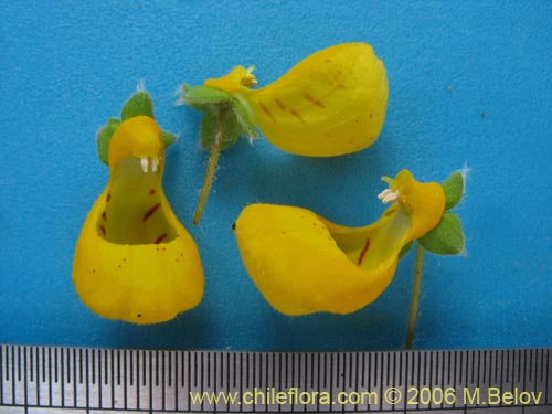 Imágen de Calceolaria corymbosa subsp. santiagina (). Haga un clic para aumentar parte de imágen.