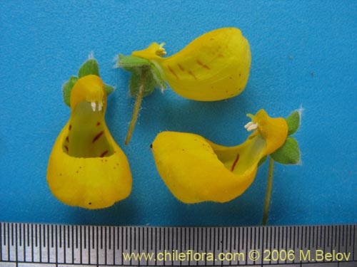 Фотография Calceolaria corymbosa subsp. santiagina (). Щелкните, чтобы увеличить вырез.