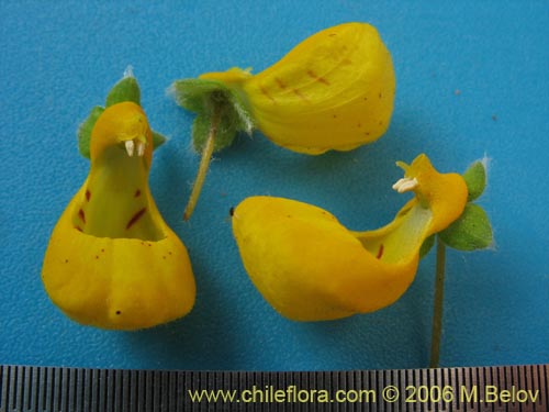 Фотография Calceolaria corymbosa subsp. santiagina (). Щелкните, чтобы увеличить вырез.