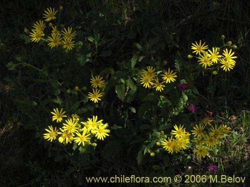 Asteraceae sp. #1907の写真