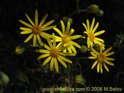 Asteraceae sp. #1907の写真