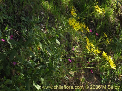 Imágen de Asteraceae sp. #1907 (). Haga un clic para aumentar parte de imágen.