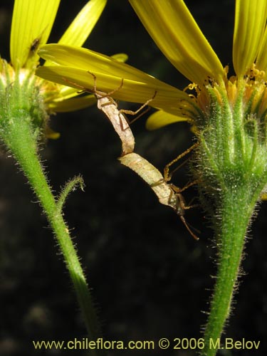 Asteraceae sp. #1907的照片