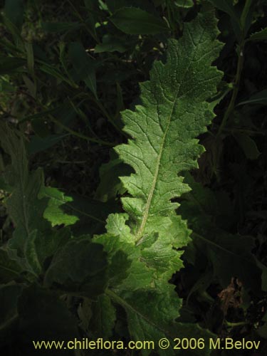 Imágen de Asteraceae sp. #1907 (). Haga un clic para aumentar parte de imágen.