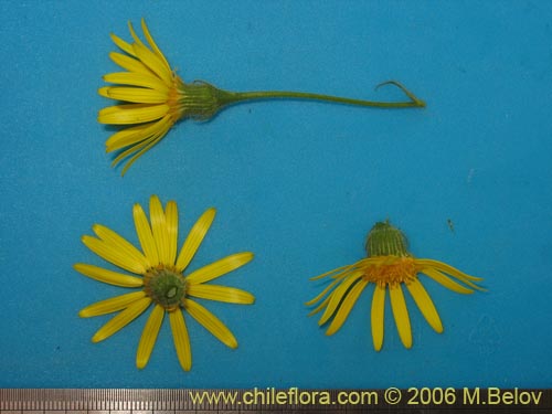 Imágen de Asteraceae sp. #1907 (). Haga un clic para aumentar parte de imágen.