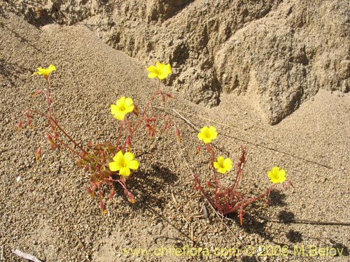 Oxalis strictula的照片