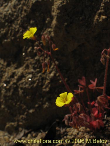 Image of Oxalis strictula (). Click to enlarge parts of image.