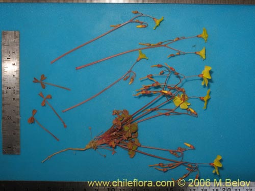Image of Oxalis sp.   #2770 (). Click to enlarge parts of image.