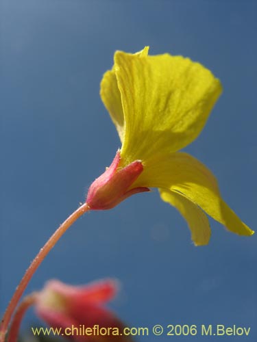 Oxalis strictulaの写真