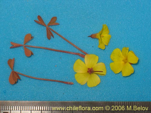 Oxalis strictula的照片