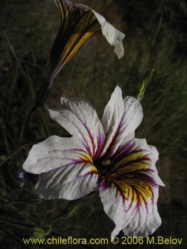 Imágen de Salpiglossis sinuata (Palito amargo). Haga un clic para aumentar parte de imágen.