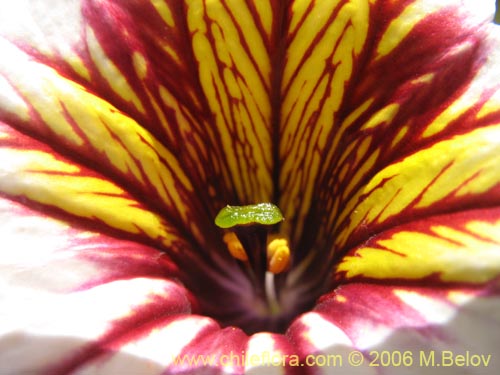 Image of Salpiglossis sinuata (Palito amargo). Click to enlarge parts of image.