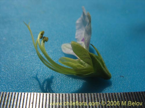 Teucrium bicolorの写真