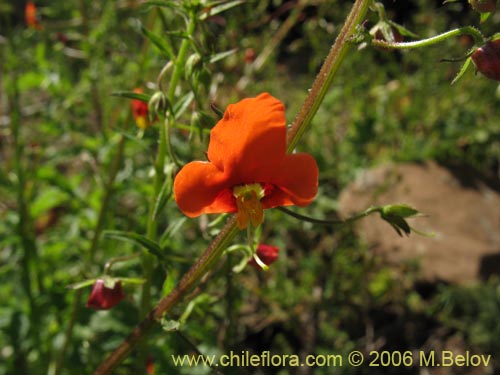 Image of Alonsoa meridionalis (Ajicillo). Click to enlarge parts of image.