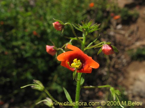 Imágen de Alonsoa meridionalis (Ajicillo). Haga un clic para aumentar parte de imágen.