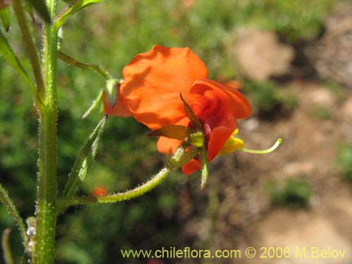 Image of Alonsoa meridionalis (Ajicillo). Click to enlarge parts of image.