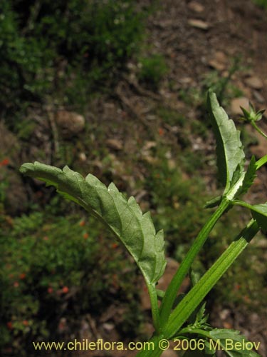 Bild von Alonsoa meridionalis (Ajicillo). Klicken Sie, um den Ausschnitt zu vergrössern.