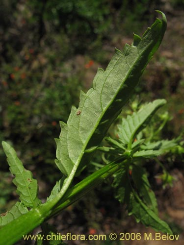 Bild von Alonsoa meridionalis (Ajicillo). Klicken Sie, um den Ausschnitt zu vergrössern.