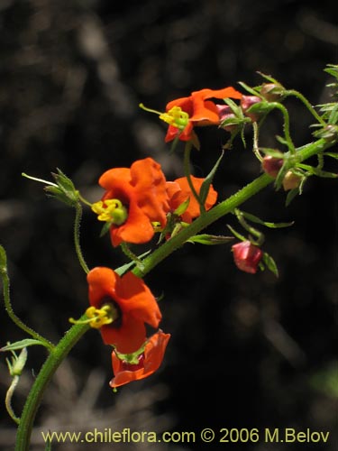 Image of Alonsoa meridionalis (Ajicillo). Click to enlarge parts of image.