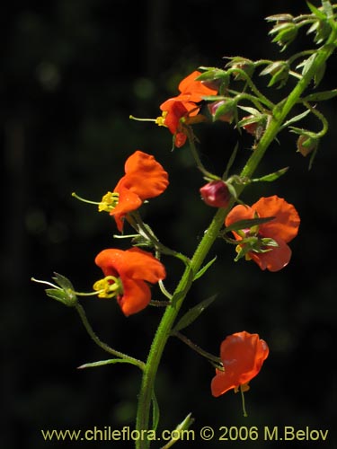 Bild von Alonsoa meridionalis (Ajicillo). Klicken Sie, um den Ausschnitt zu vergrössern.