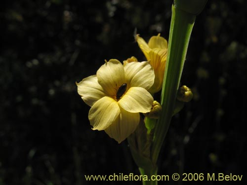 Image of Sisyrinchium striatum (Huilmo amarillo / Ñuño). Click to enlarge parts of image.