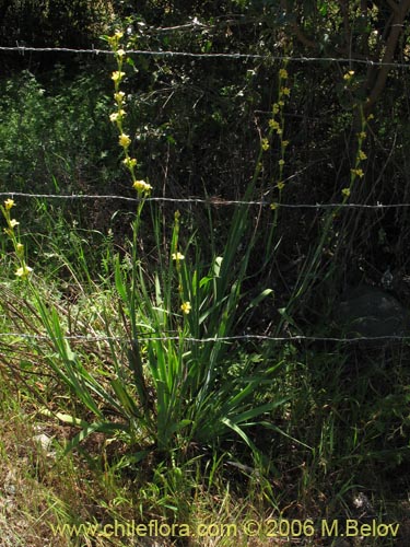 Imágen de Sisyrinchium striatum (Huilmo amarillo / Ñuño). Haga un clic para aumentar parte de imágen.