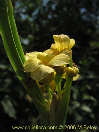 Bild von Sisyrinchium striatum (Huilmo amarillo / Ñuño). Klicken Sie, um den Ausschnitt zu vergrössern.