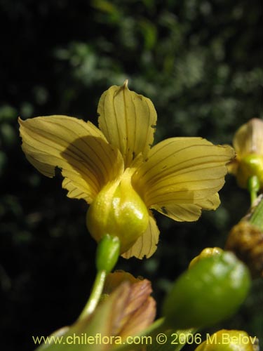 Imágen de Sisyrinchium striatum (Huilmo amarillo / Ñuño). Haga un clic para aumentar parte de imágen.