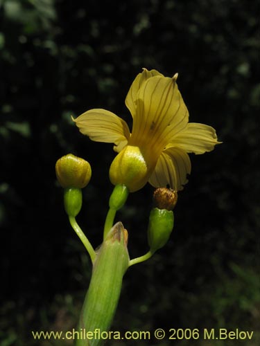 Sisyrinchium striatum의 사진