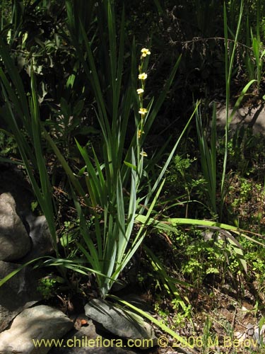 Imágen de Sisyrinchium striatum (Huilmo amarillo / Ñuño). Haga un clic para aumentar parte de imágen.