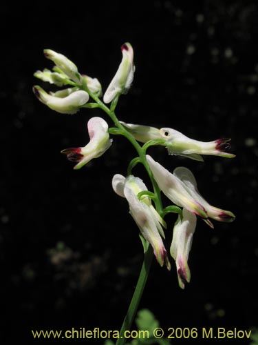 Фотография Fumaria capreolata (Flor de la culebra). Щелкните, чтобы увеличить вырез.